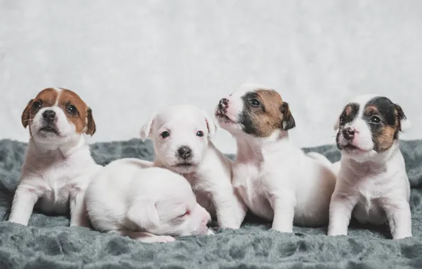 Picture dogs, puppies, kids, The Parson Russell Terrier