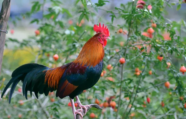 Bird, color, cock