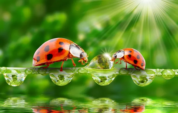 Greens, water, drops, nature, the rays of the sun, ladybugs, a blade of grass