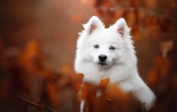 Dog, look, each, nature