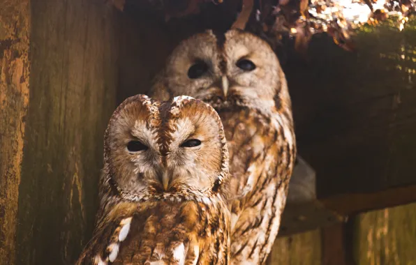 Birds, owl, bird, owls, owl, two birds, two owls