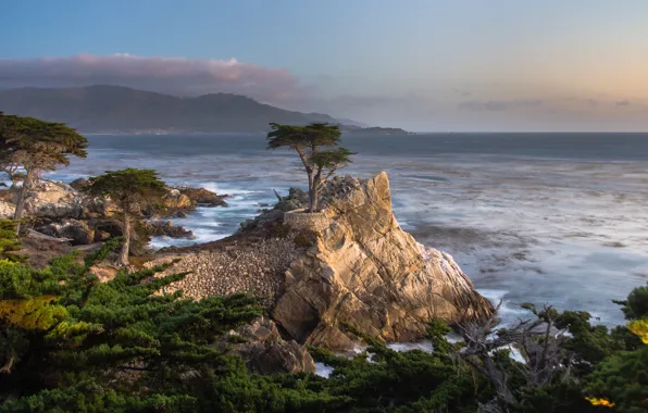 Trees, landscape, nature, the ocean, rocks, USA, cypress
