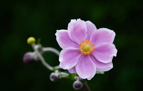 Picture flower, background, spring, flowering, pink-purple