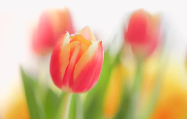 Flowers, nature, tulips