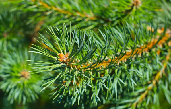 Green, pine, twig