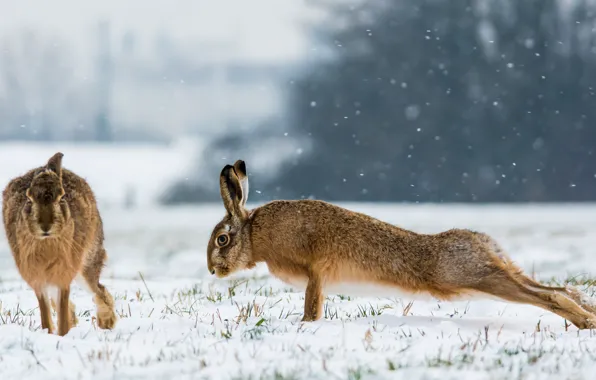 Winter, snow, rabbits, charging, pushups