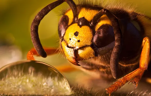 Nectar, bee, drop