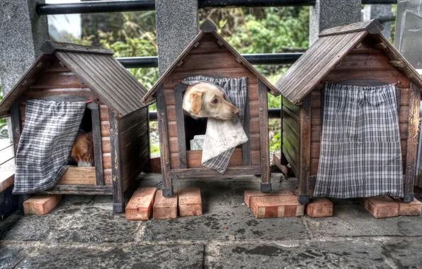 Each, dog, house