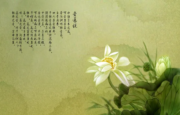 Picture flower, Lotus, characters