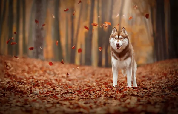 Autumn, leaves, foliage, dog, Husky