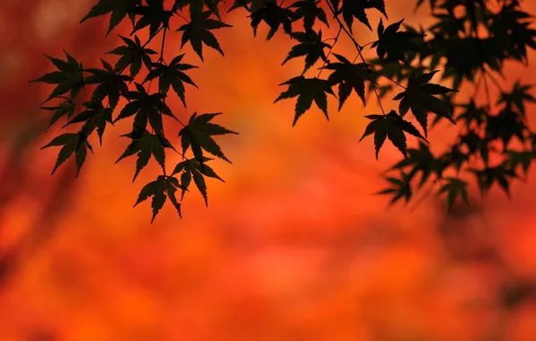 Autumn, leaves, background, maple