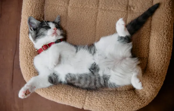 Cat, cat, look, pose, kitty, sleep, legs, sleeping