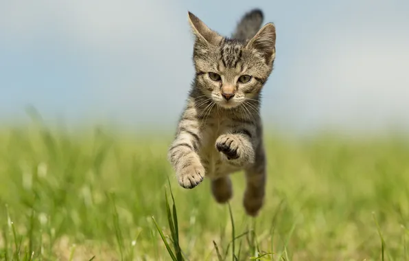 Cat, look, pose, kitty, running, face