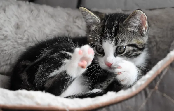 Picture legs, baby, kitty