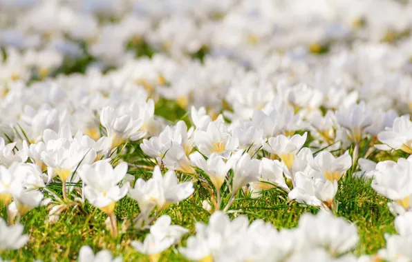 Flowers, spring, crocuses, weed, flowering