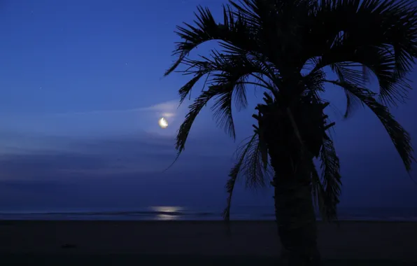 Sea, the sky, night, palm trees, the moon