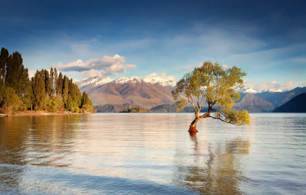 Water, mountains, tree, morning, New Zealand, South island, lake Wanaka