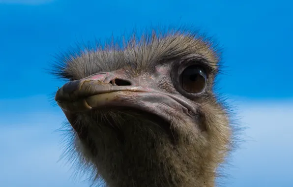 Picture bird, head, ostrich