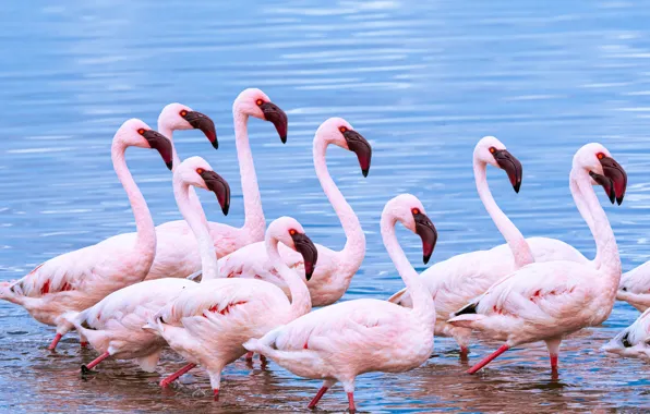 Birds, pack, Flamingo, pond, a lot, pink flamingos