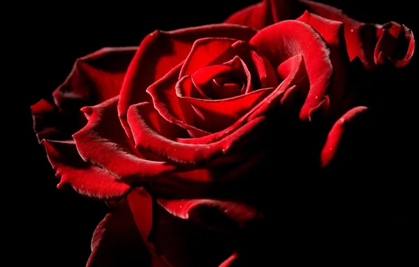 Flower, rose, petals, red rose, black background