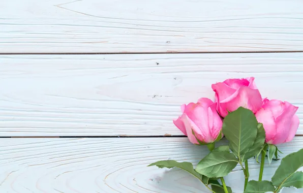 Flowers, roses, pink, fresh, wood, pink, flowers, roses