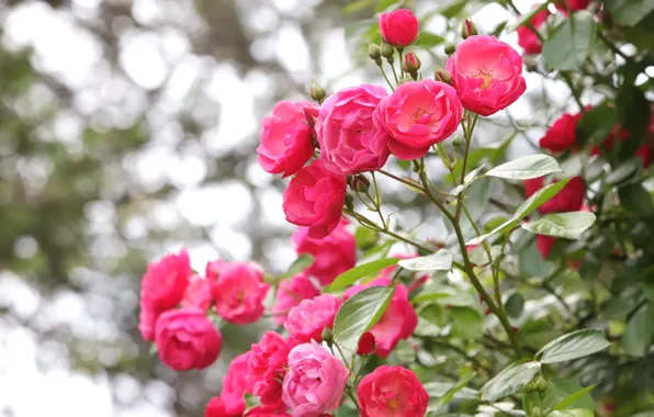 Picture flowers, roses, garden, pink, bokeh, rose Bush