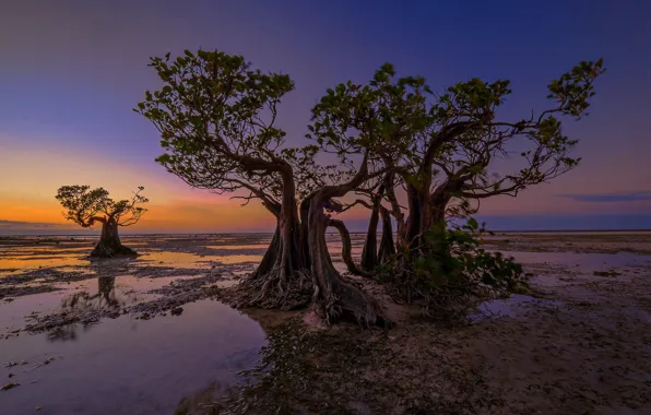Picture trees, tide, glow