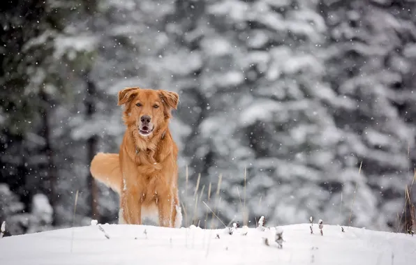 Winter, snow, dog, red