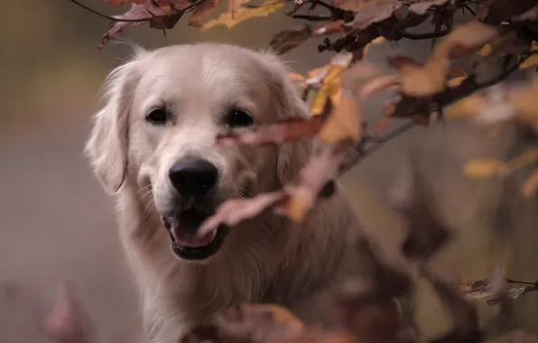 Picture autumn, face, leaves, branches, dog, Golden Retriever, Golden Retriever