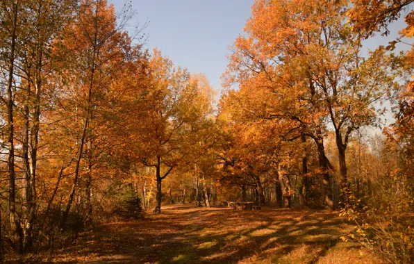 Autumn, Trees, Park, Fall, Park, Autumn, Trees