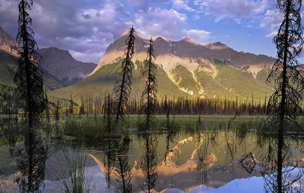 Forest, mountains, swamp, the swamp