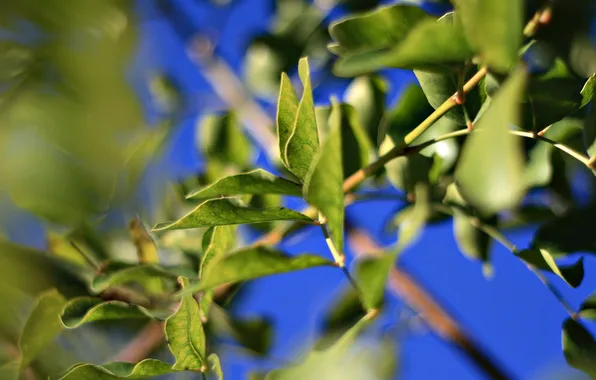 Picture summer, leaves, macro