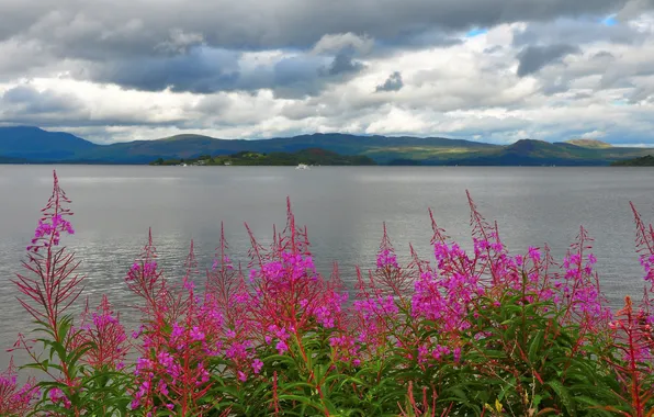 Picture the sky, flowers, mountains, clouds, lake