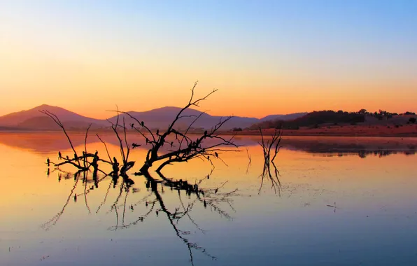 The sky, sunset, birds, lake, reflection, hills, mirror, driftwood