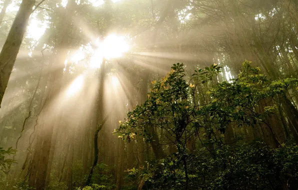Forest, rays, light, nature