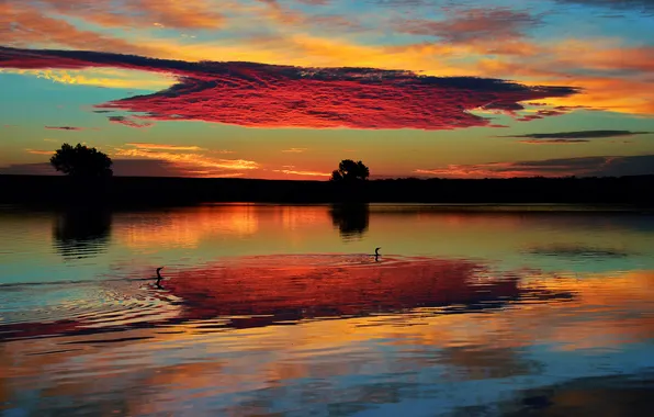 The sky, clouds, lake, duck, Morning, Colorado, USA