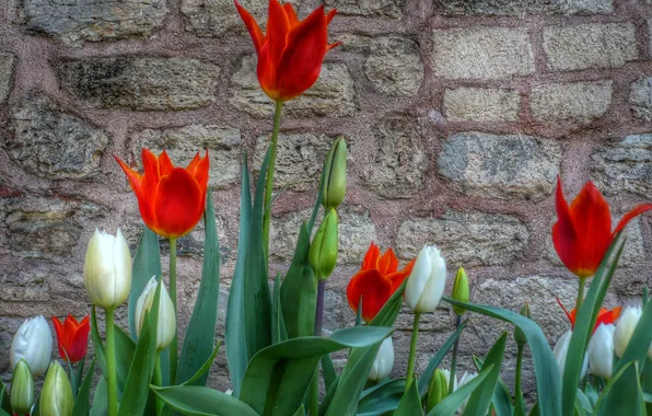 Picture leaves, wall, petals, yard, tulips