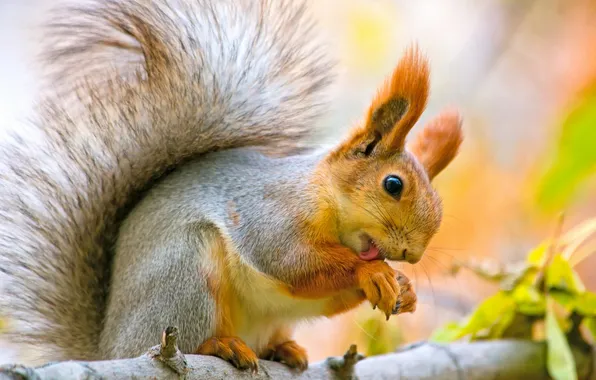 Autumn, leaves, branches, protein, nuts