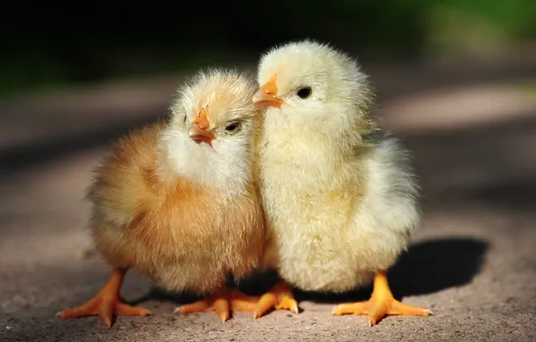 Pair, kids, chicken