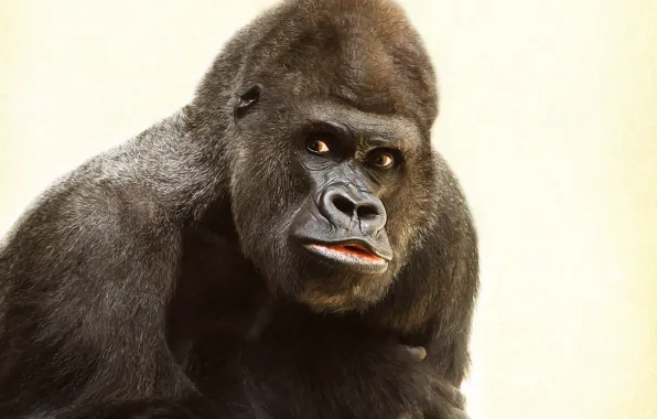Animal, wildlife, gorilla-