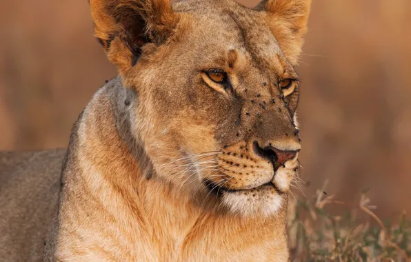 Picture grass, face, close-up, background, predator, lioness, bokeh