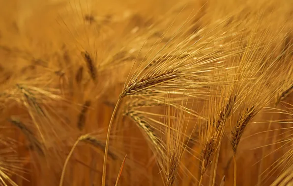 Rye, ears, cereals, bokeh, rye field