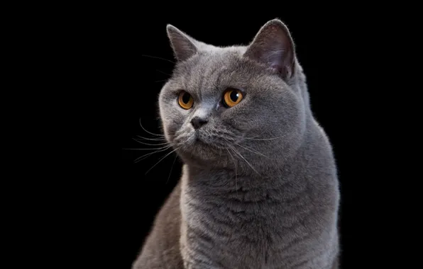 Cat, cat, look, grey, portrait, black background, looks, mordaha
