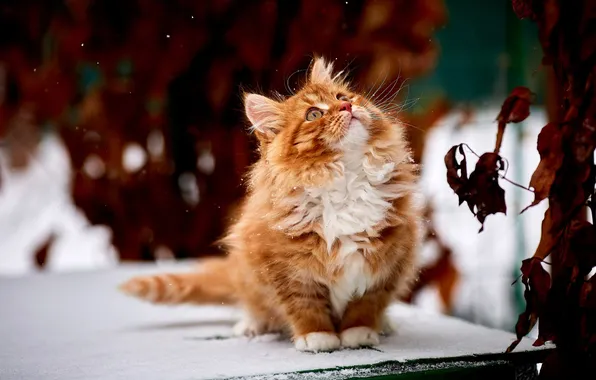 Cat, cat, snow, red, fluffy