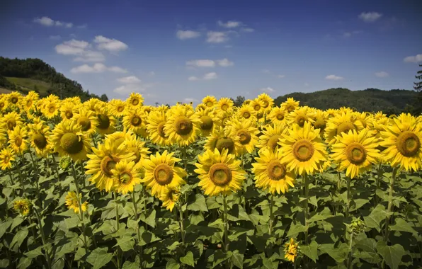 Field, summer, the sky, clouds, sunflowers, flowers, nature, blue