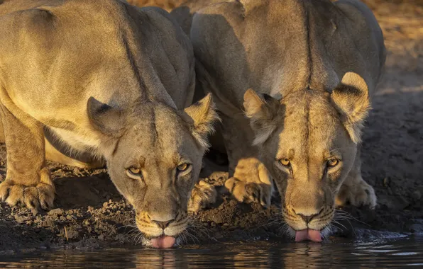 Nature, two, lions, drink, lioness