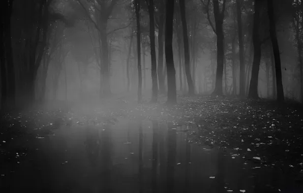 Forest, night, fog, puddle