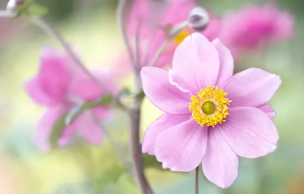 Macro, paint, petals, Japanese anemone, autumn anemone