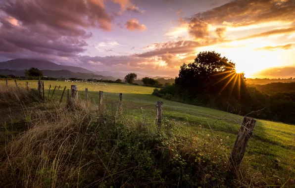 Greens, field, summer, the sky, grass, the sun, clouds, rays