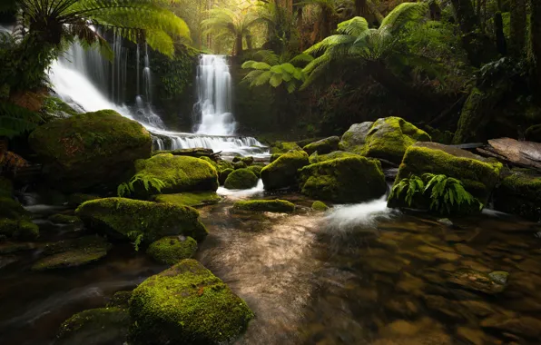 Nature, river, stones, waterfall, jungle, Tasmania
